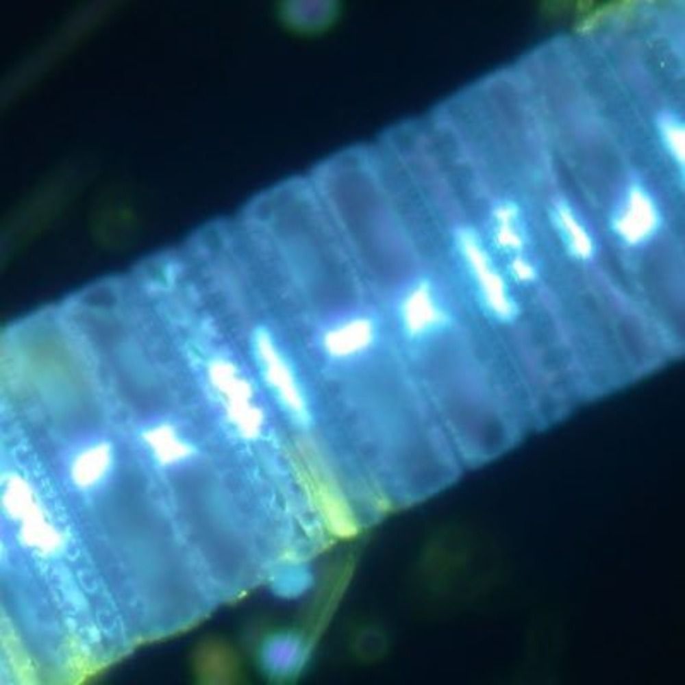 MLDiatoms.bsky.social