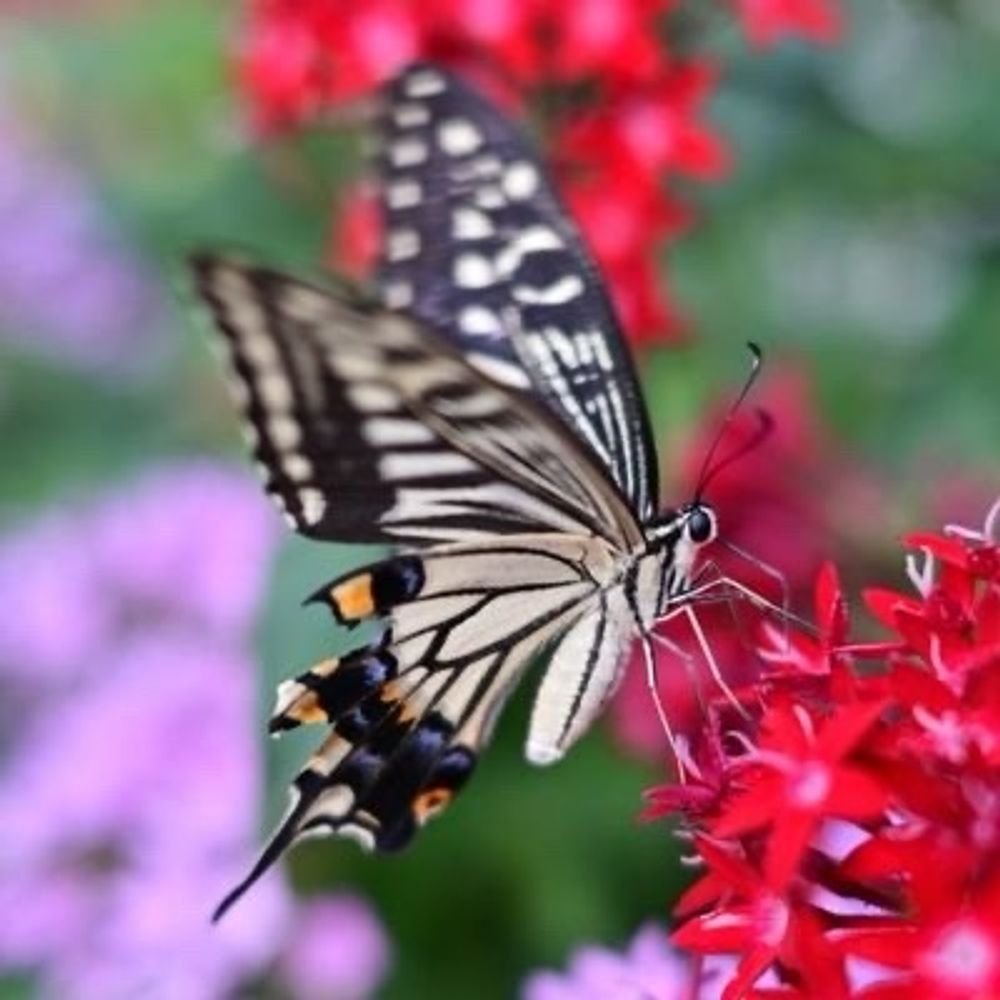 たんとら（丹虎）