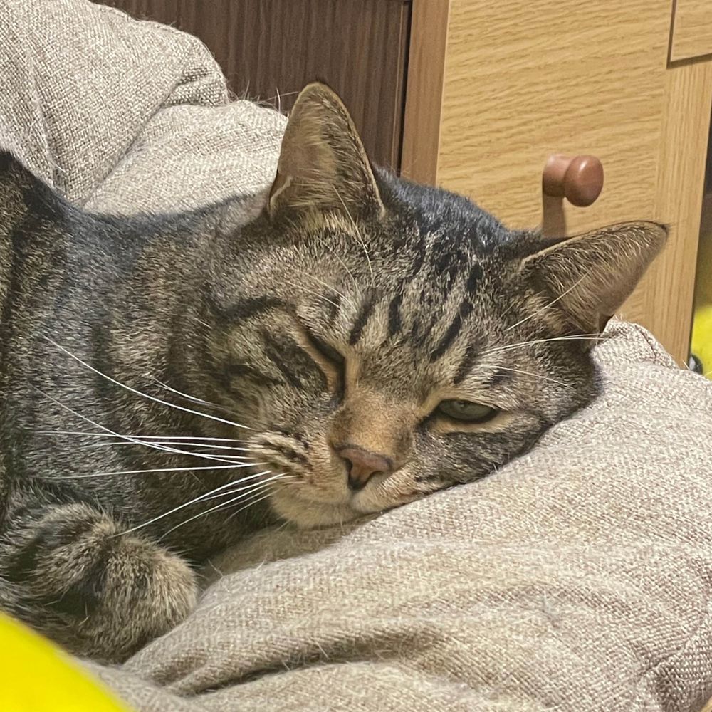 もろとみ