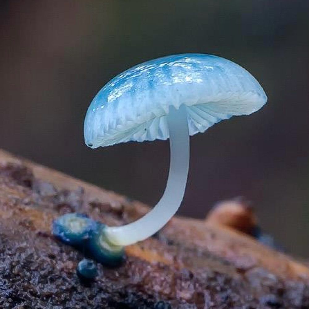 Biodiful