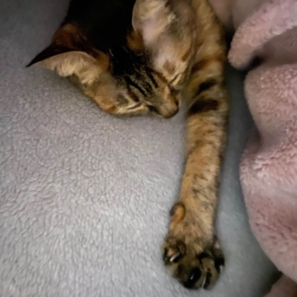 髭まだお