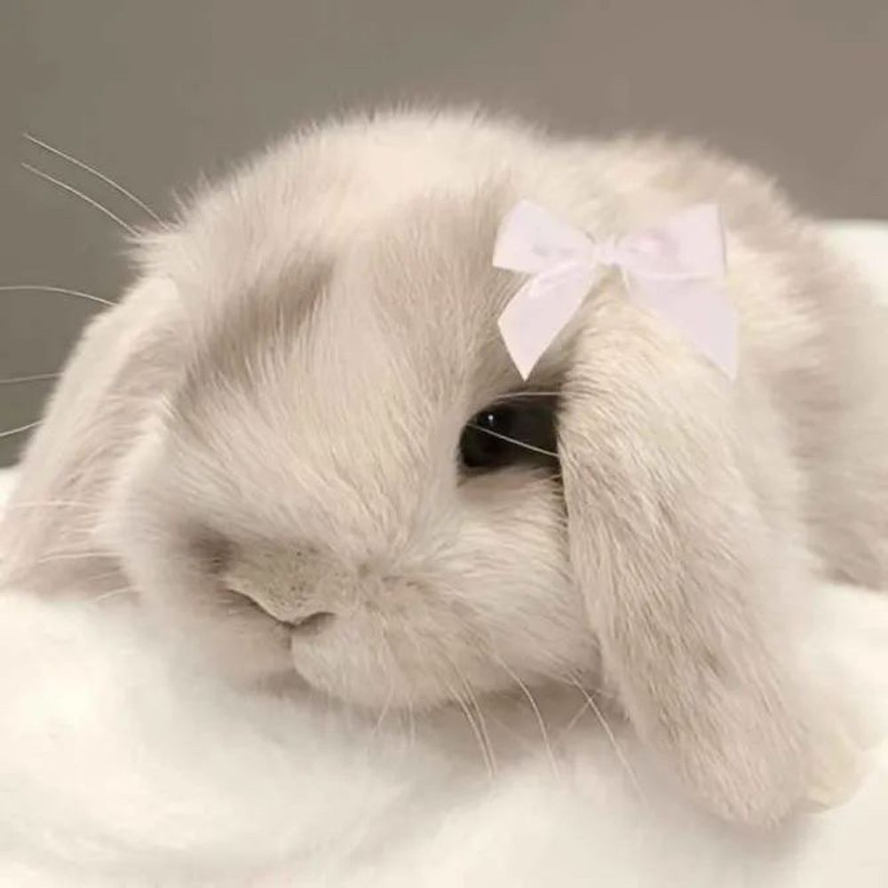 bunny ✨