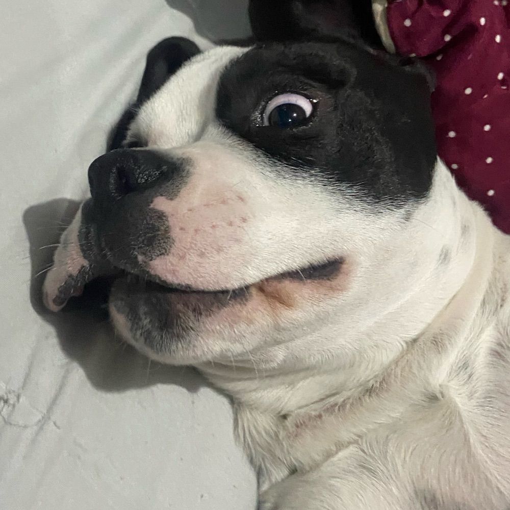 lele_