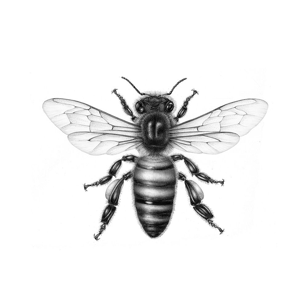Borders Honey