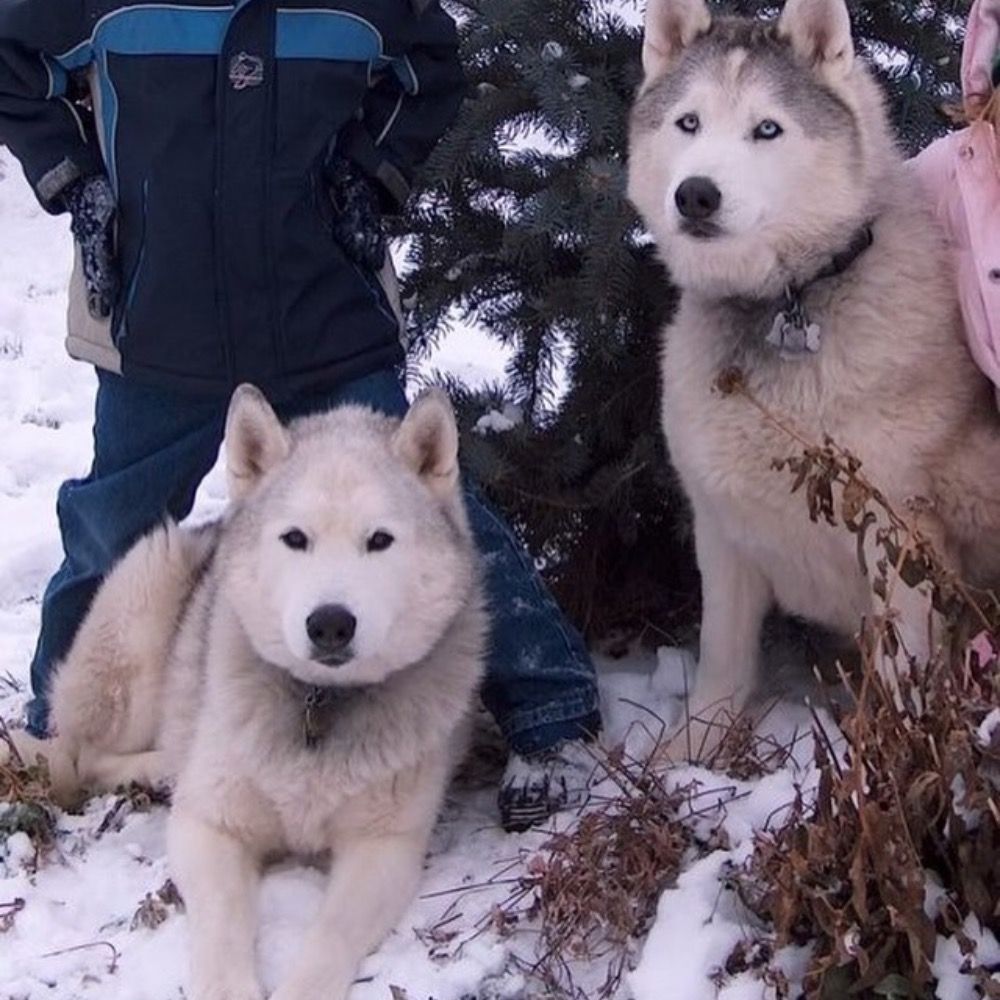 TheWolvesinCO
