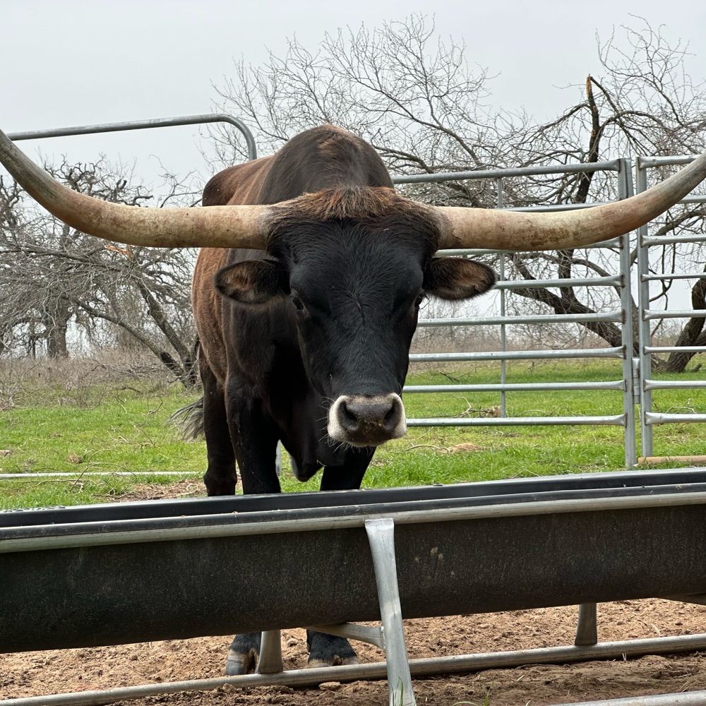 RLG Longhorns
