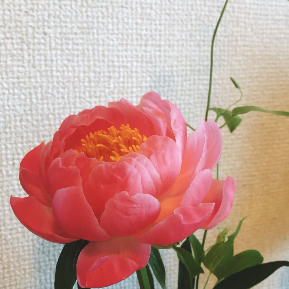 ピオニ