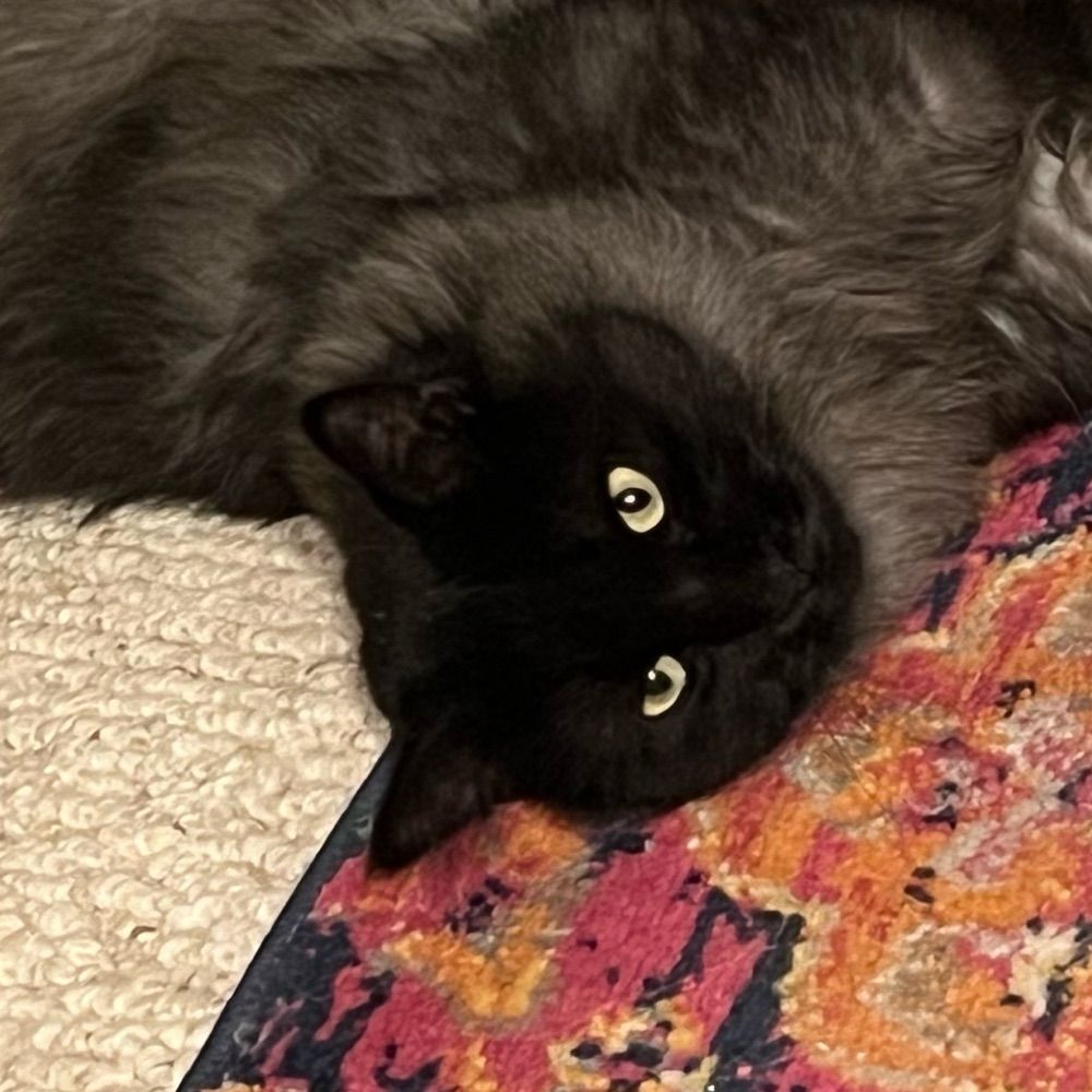 NM Pissed Off Cat Lady