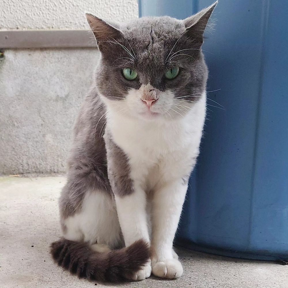 ねこおじさん