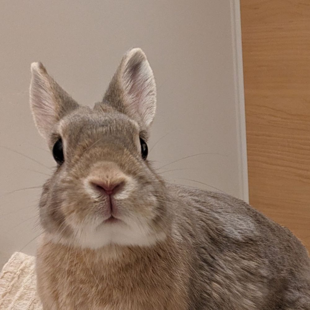 シナモン