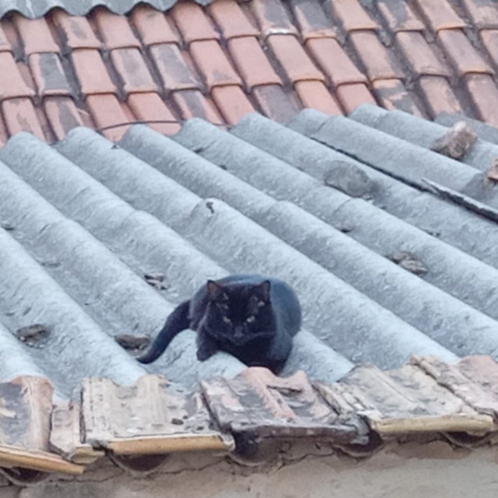 Ceaŕa