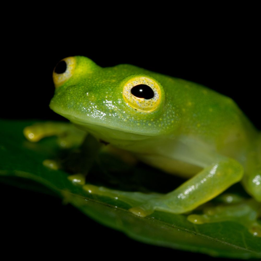 Frog Champion