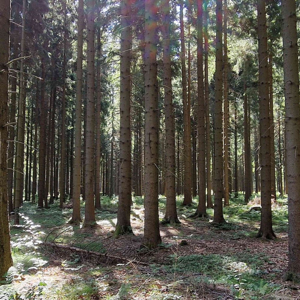 Der Erzgebirger in der Lausitz