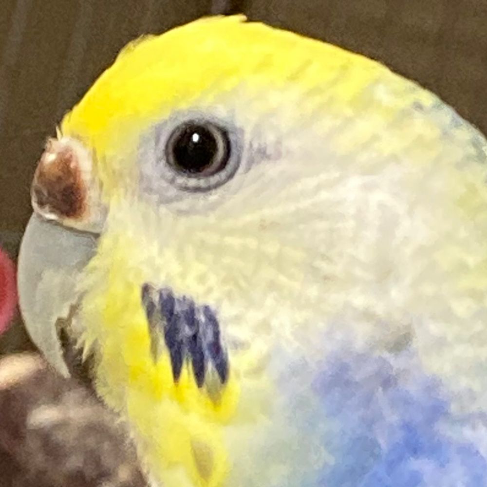 にゃんじば