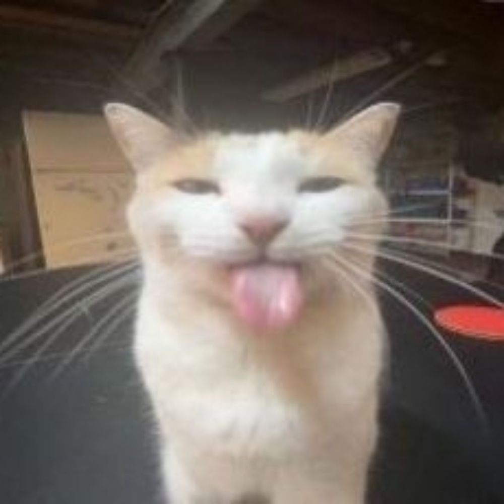 izzy 🐈