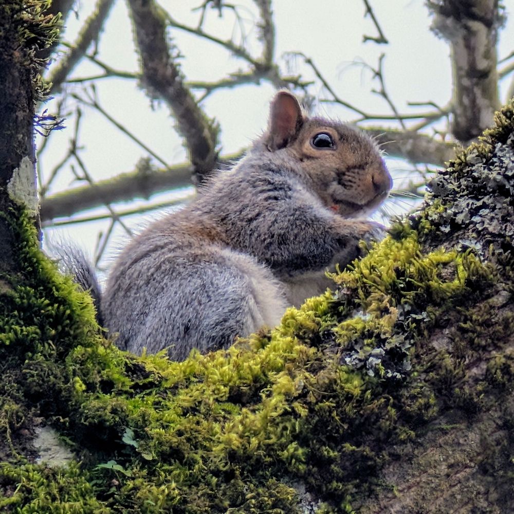 Squirrel Girl