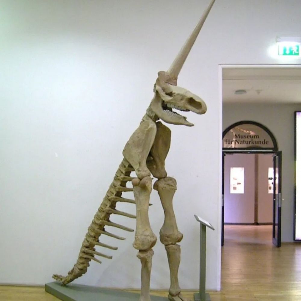 ZOOLIUS