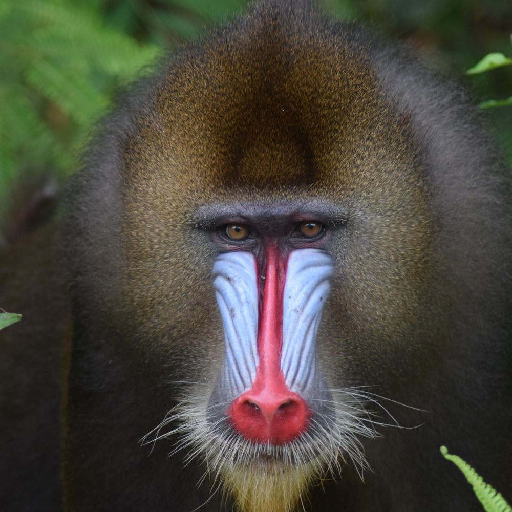 Mandril