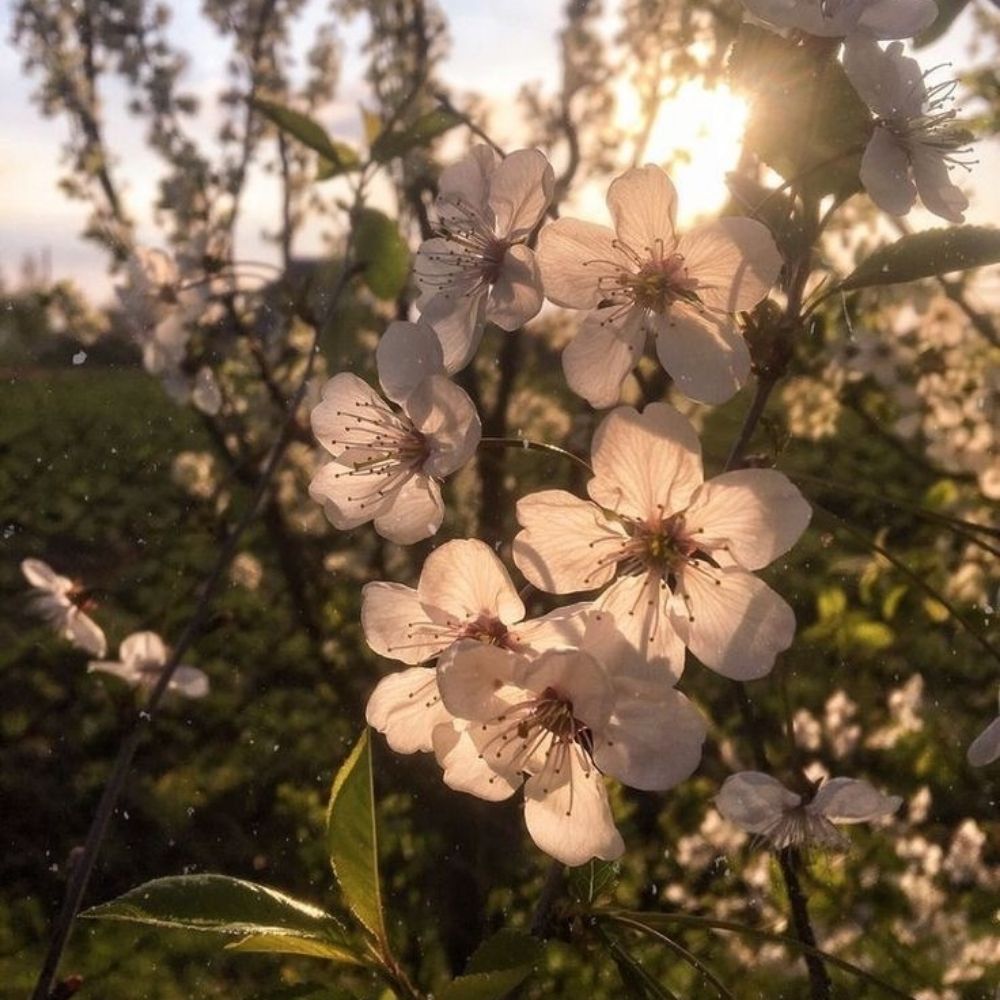 Hawthornflowers!