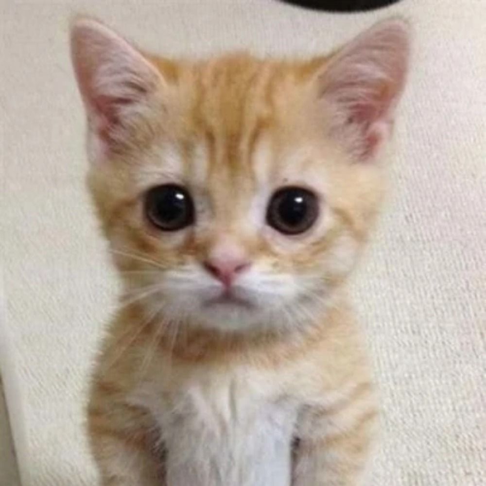Gatu ⭐