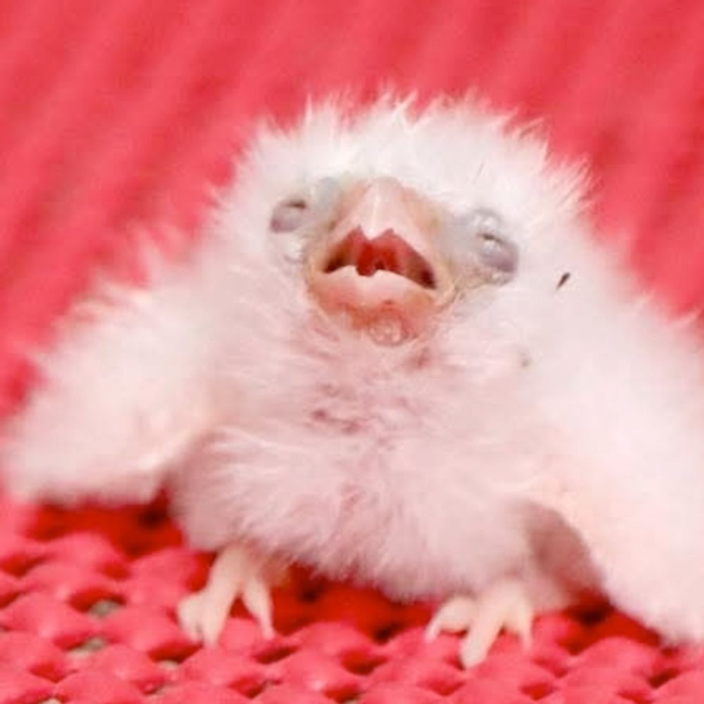 poli-juice.bsky.social