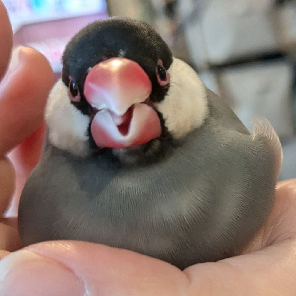 うどんこ