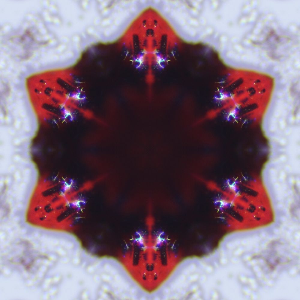 Brayd Renegade
