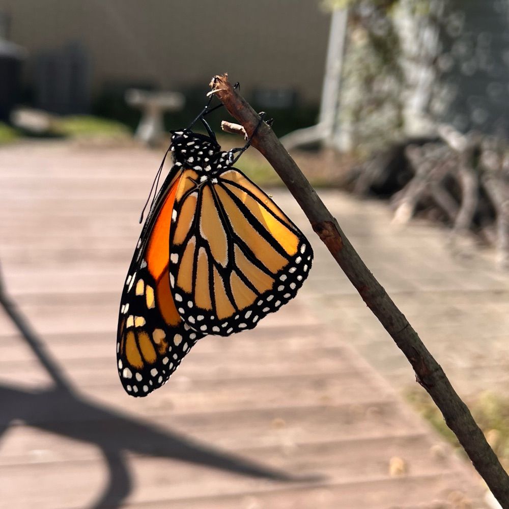 Denelle ✨🦋🕊️🌿