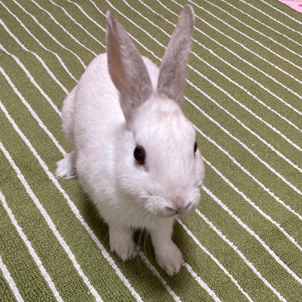 カルディナ