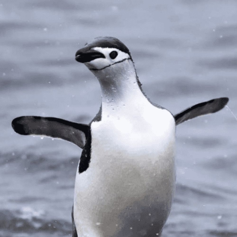 Penguin Daily