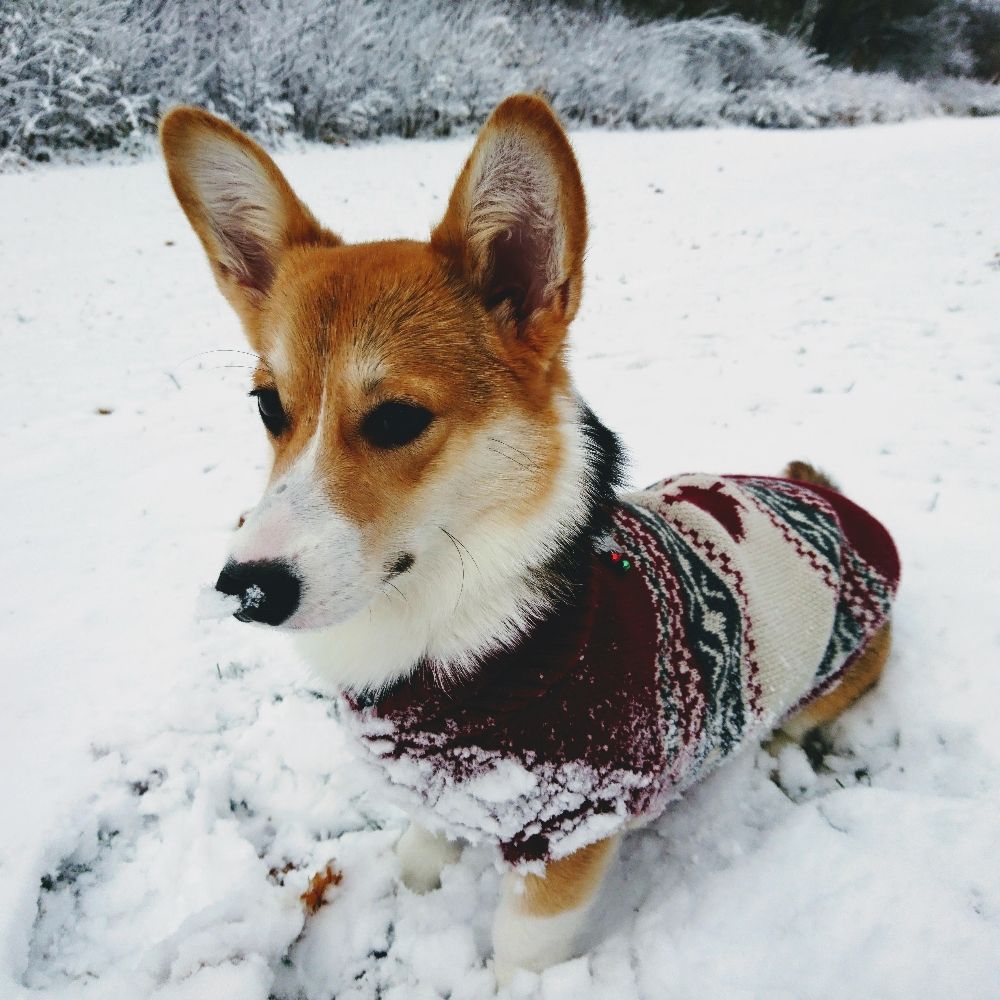 Ottawa Corgi King