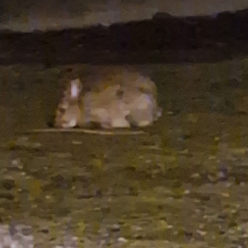 bunny