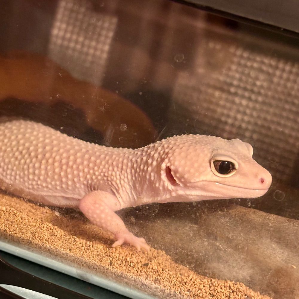 とんび
