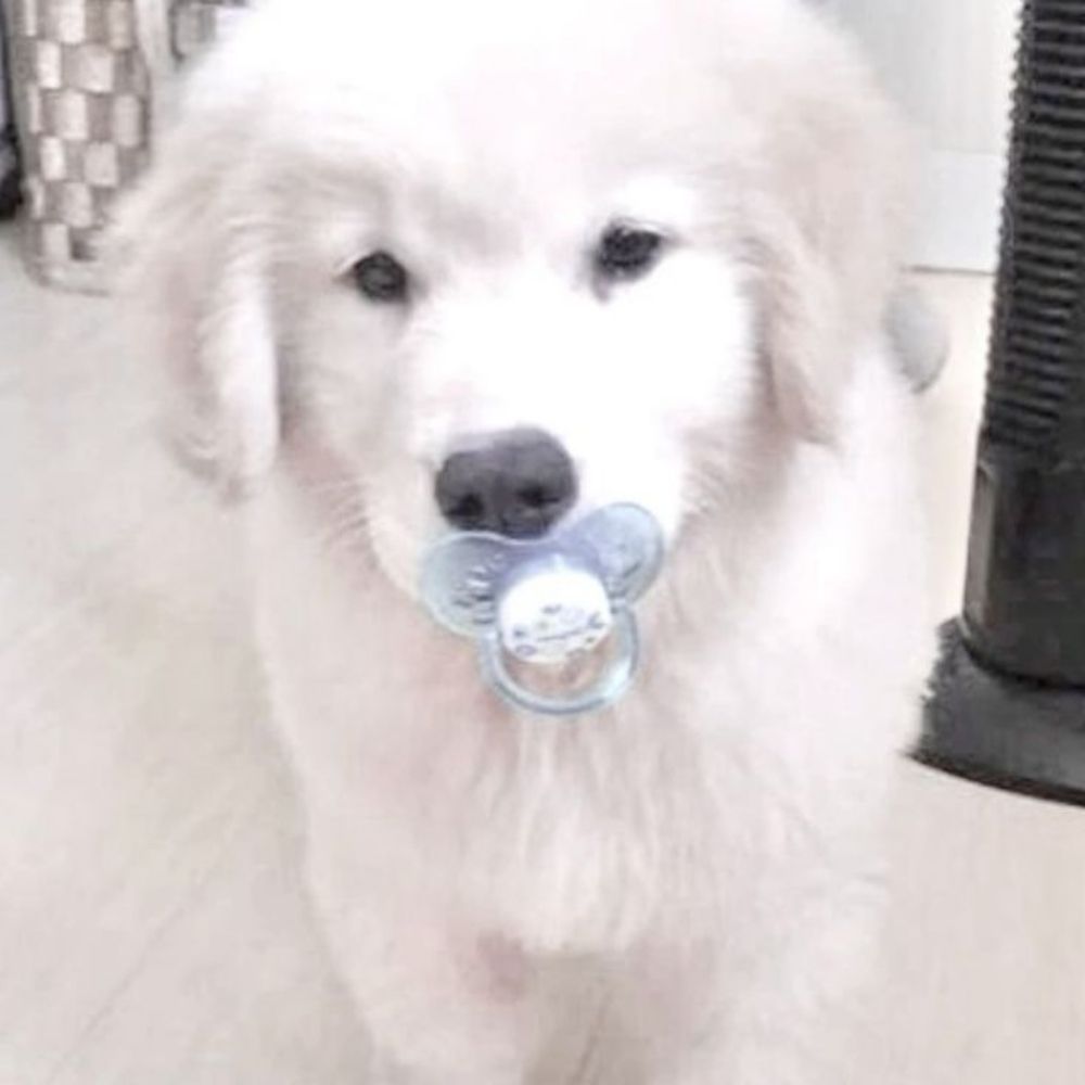 Myla 🐾 🍼
