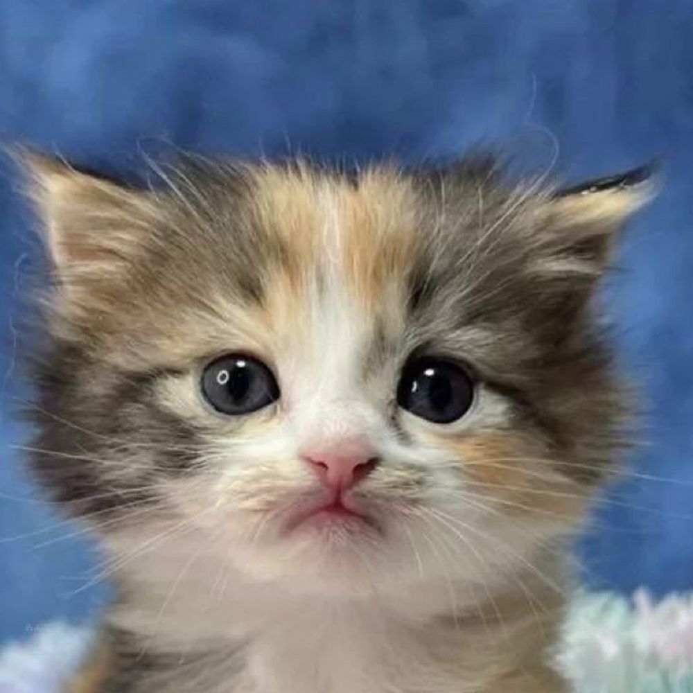 Mitarashi🍡🐈みたらし