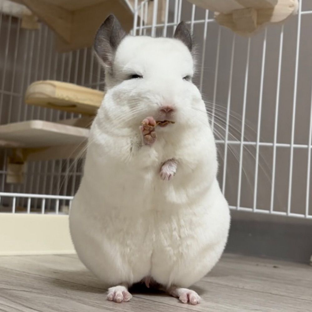 おりおん