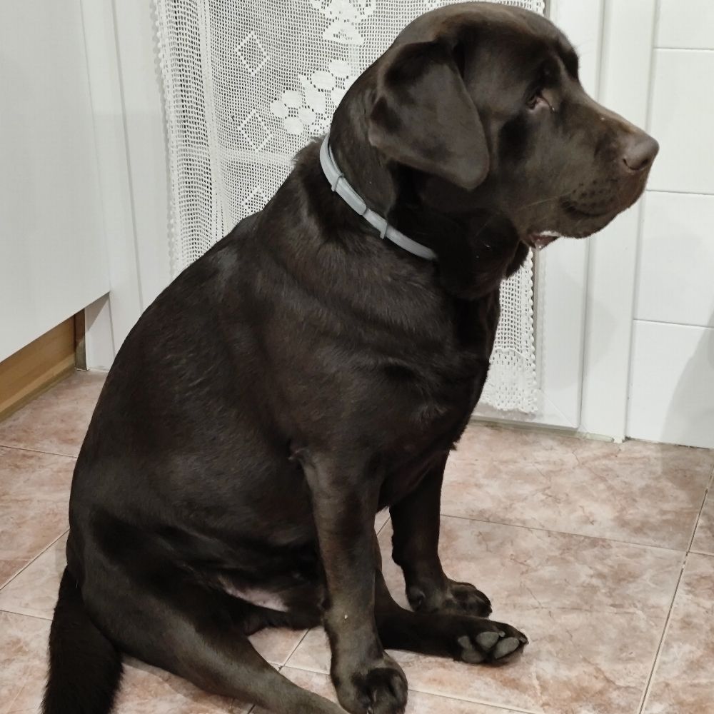 Enrique