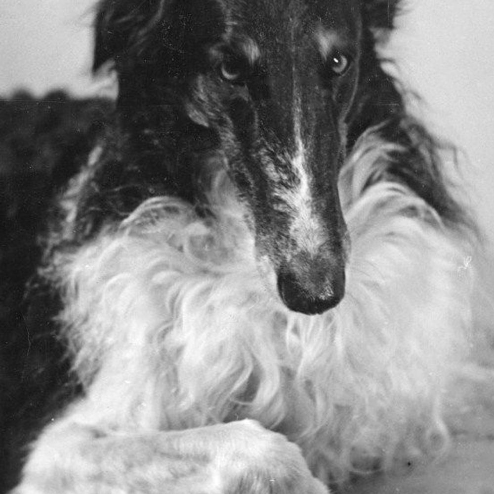 borzoi