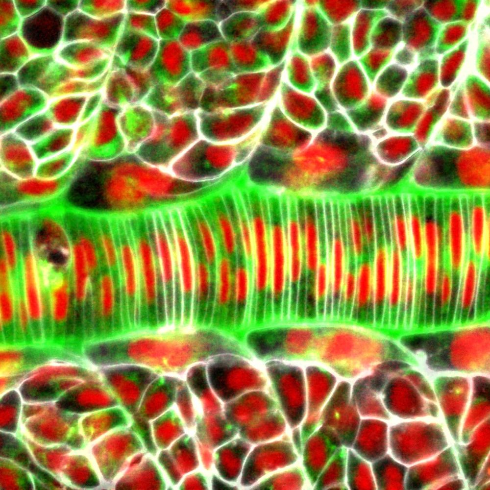 Physical Biology of Developing Systems