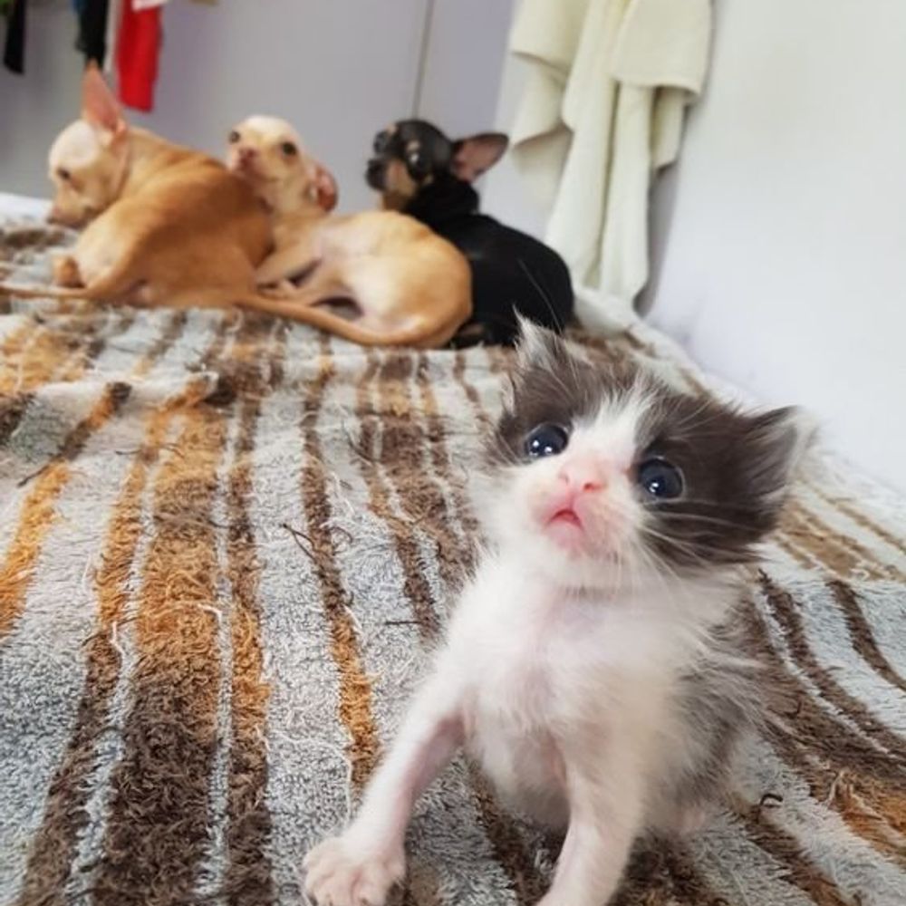 Chico