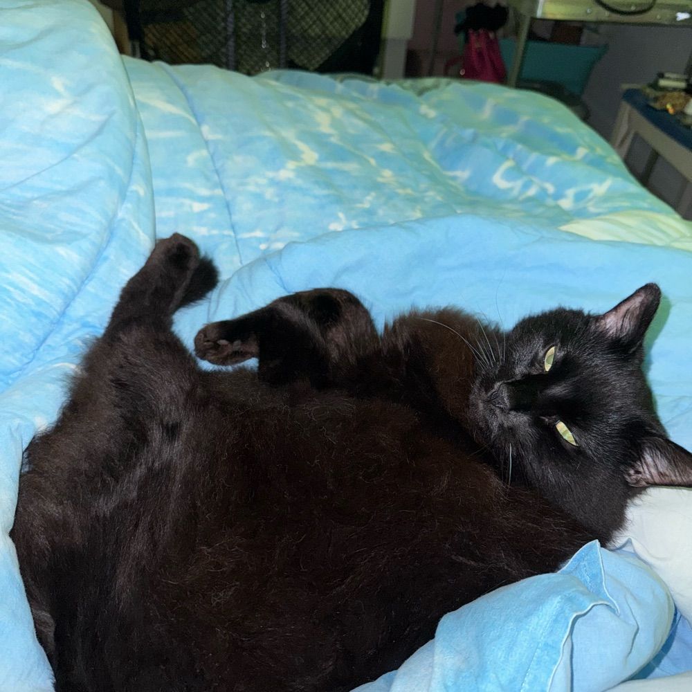 arielcat