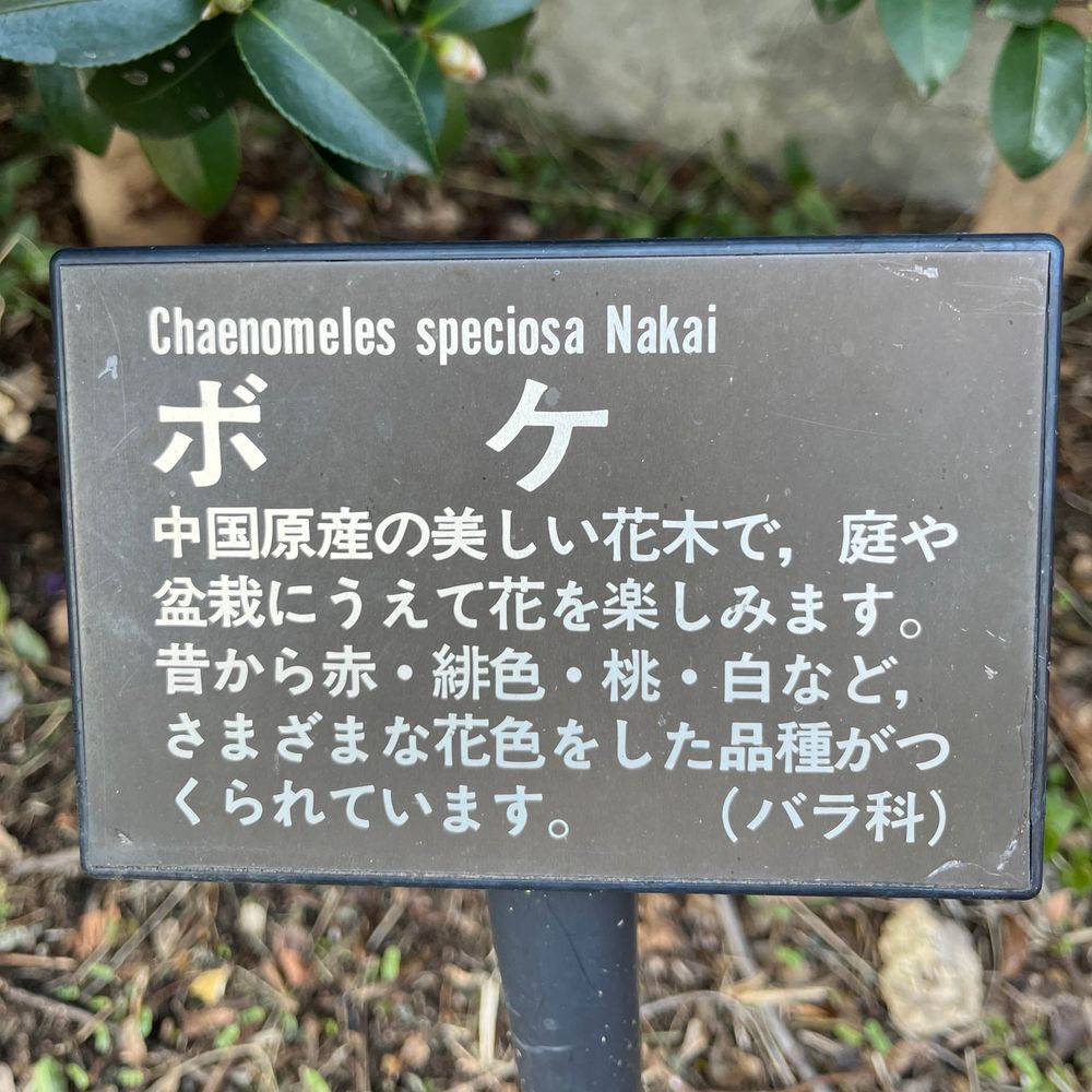 あおい