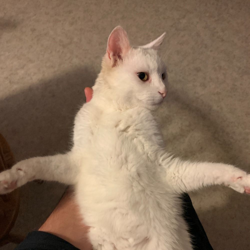 Nekomancer