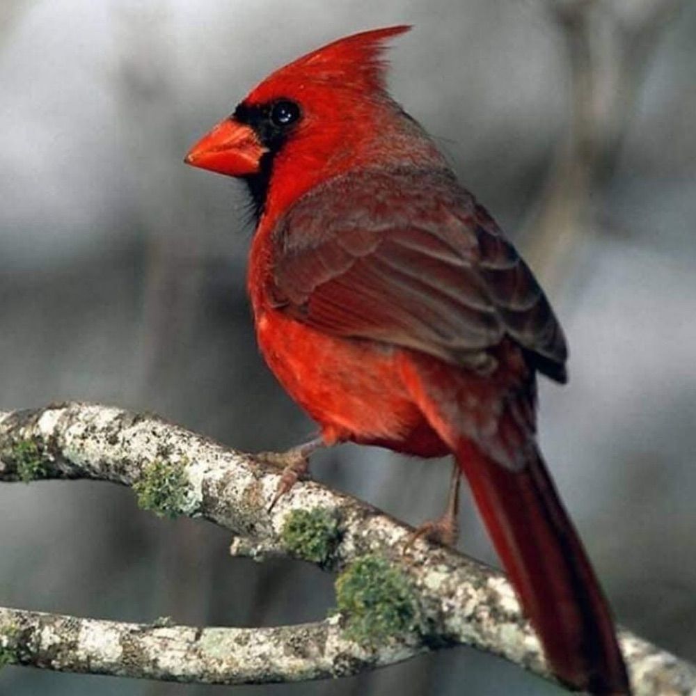 Cardinal