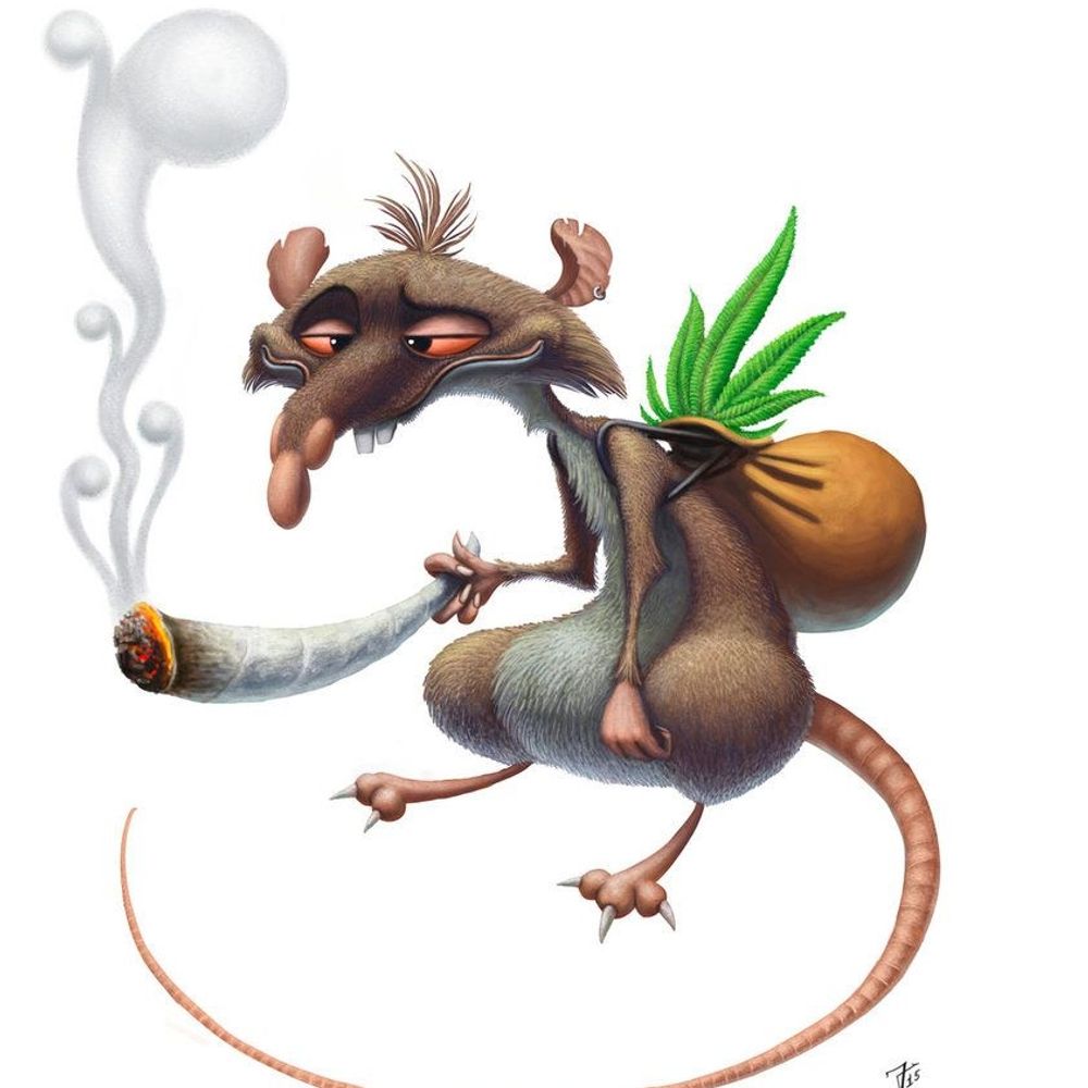 pot rat