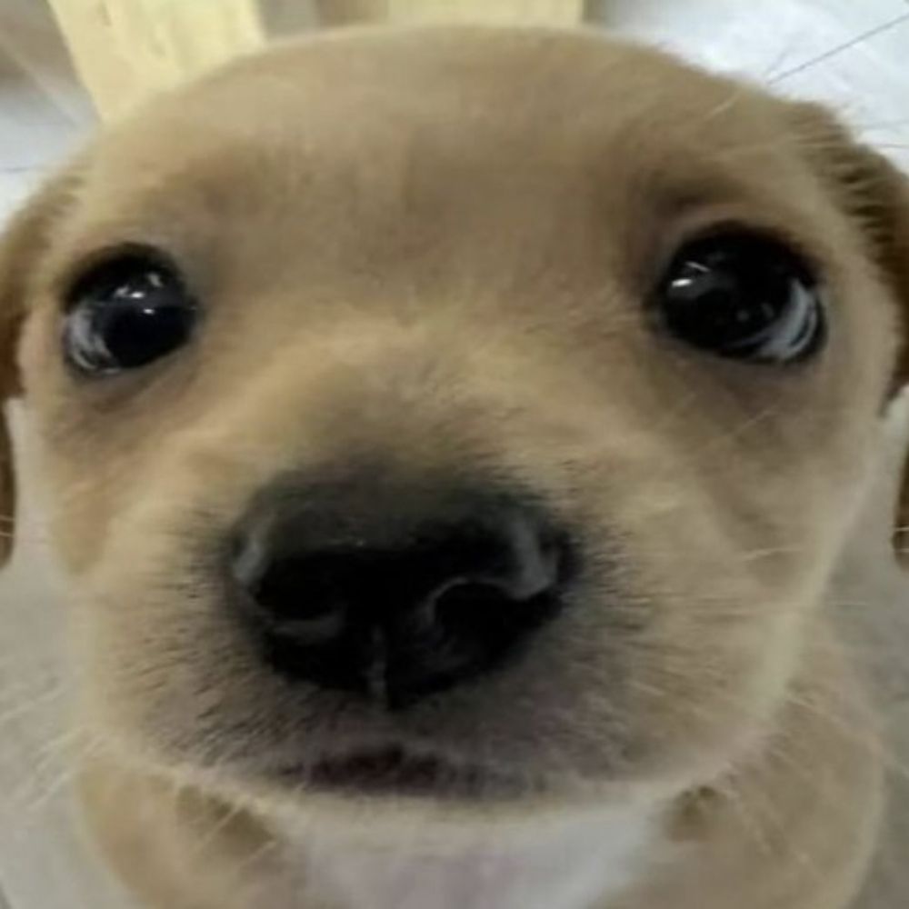 Puppydog