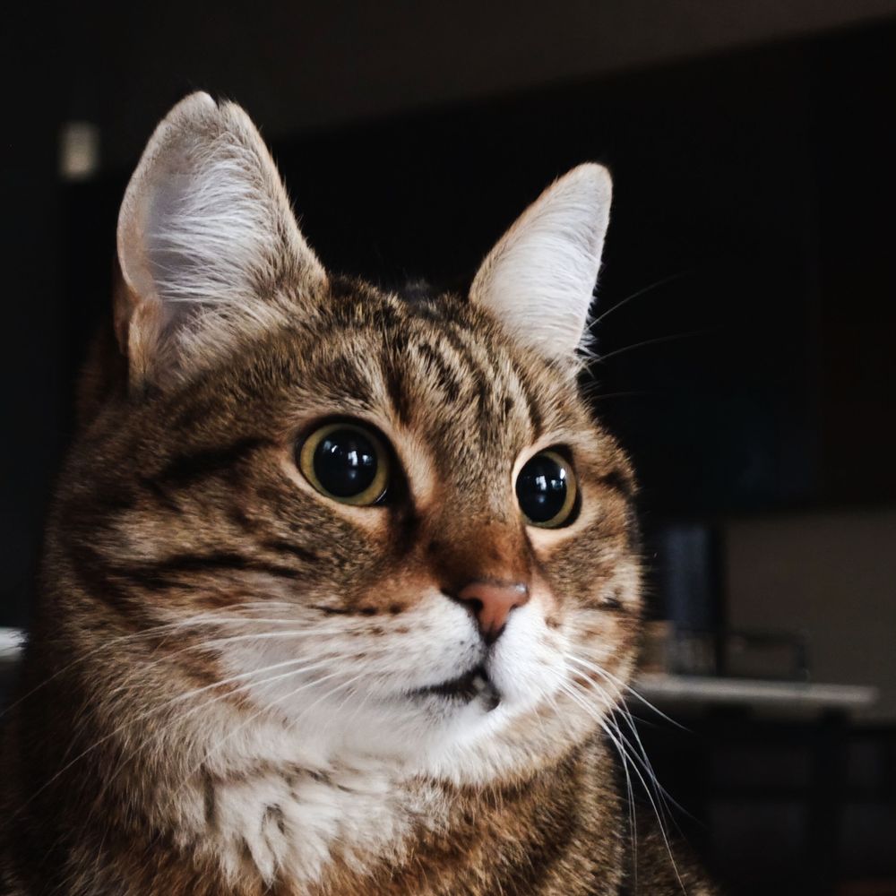 AXL