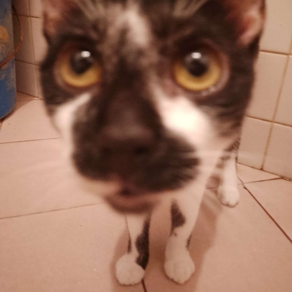 Meeeeehhhhhhh