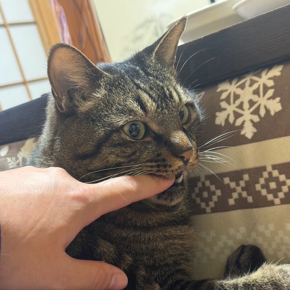 きなこ