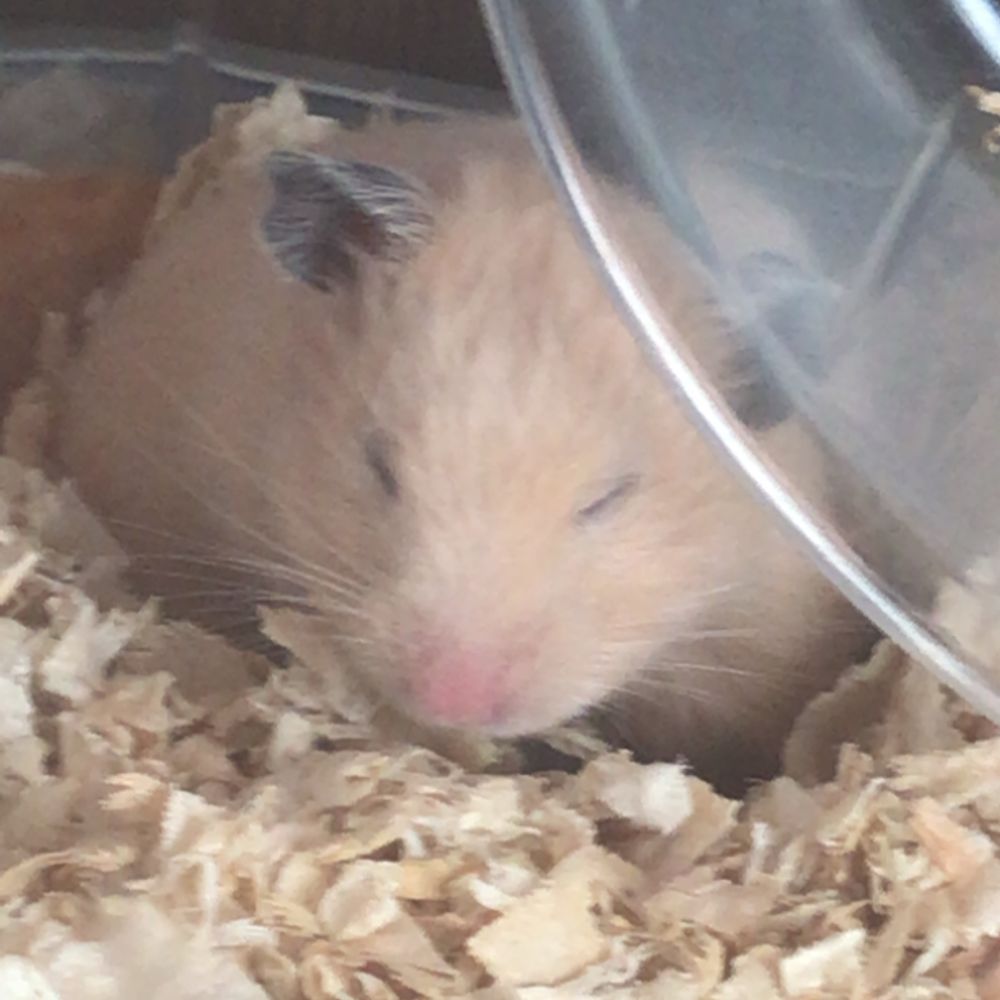 けいけい